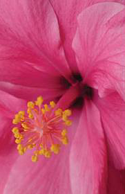 Tantramassage-Seminar Juwel & Lotus